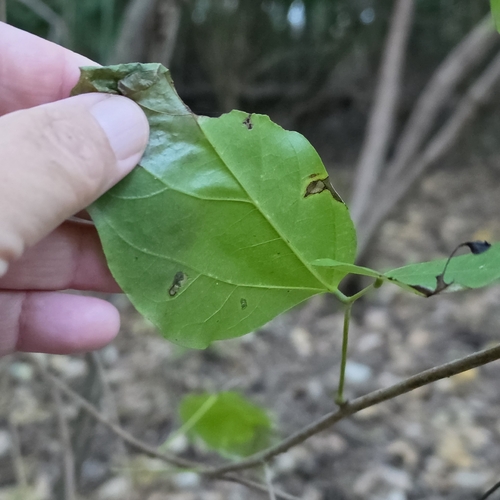 Mucuna gigantea, photograph 4
