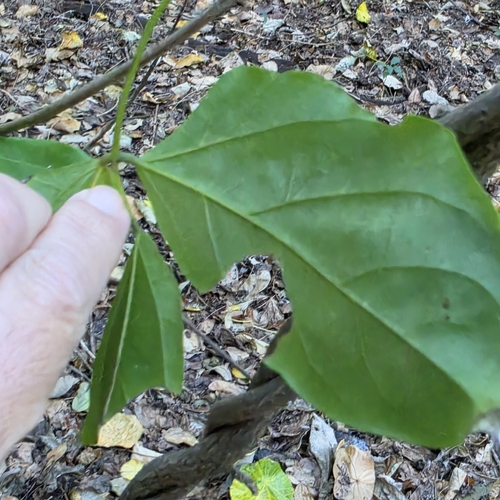 Mucuna gigantea, photograph 5