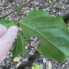 Mucuna gigantea, photograph (c) Martin Rady, some rights reserved (CC BY)