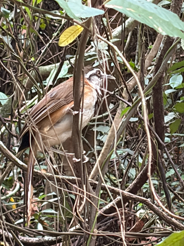 Lesser Necklaced Laughingthrush