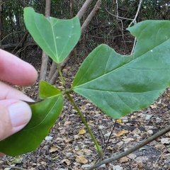 Mucuna gigantea, photograph (c) Martin Rady, some rights reserved (CC BY)