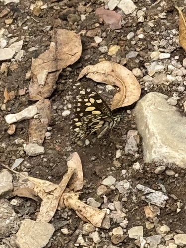 Lime Swallowtail