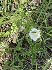 Callirhoe alcaeoides