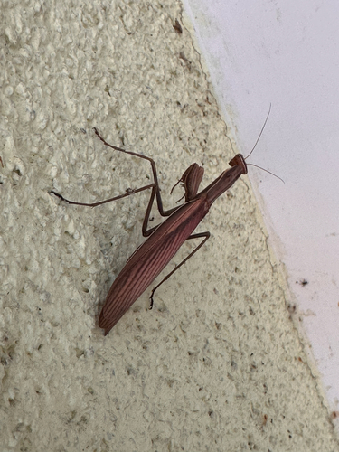 European Mantis