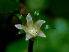 Colobanthus apetalus