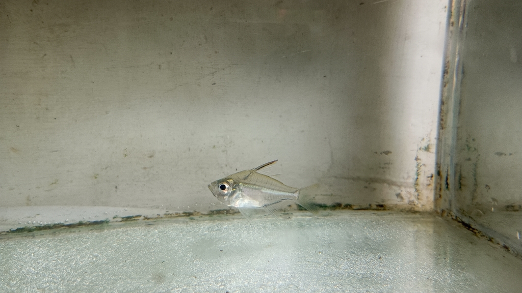 Glass Perch (Ambassis interrupta)
