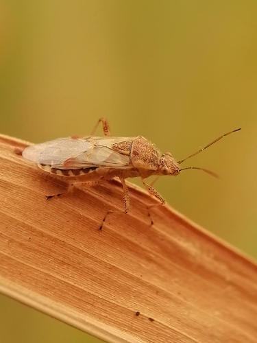 Hyaline Grass Bug