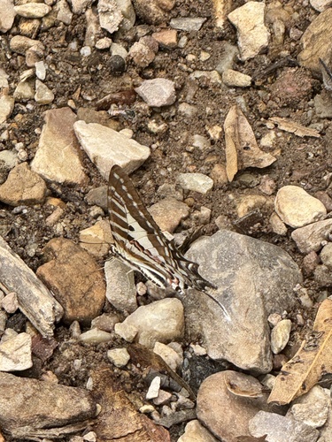Spot Swordtail