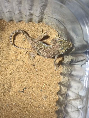 Anderson's Short-fingered Gecko