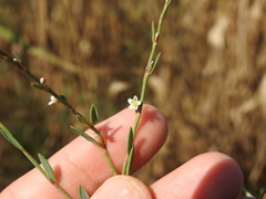 Polygonum equisetiforme