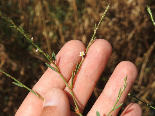 Polygonum equisetiforme, photograph 1