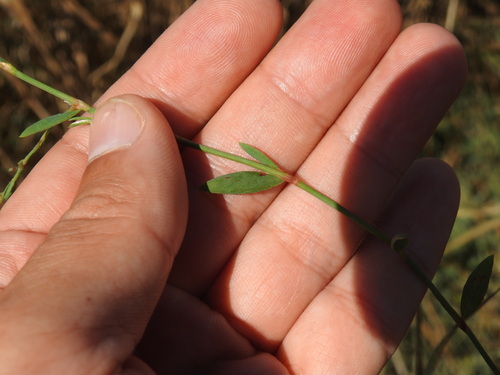 Polygonum equisetiforme, photograph 2