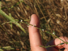 Polygonum equisetiforme, photograph (c) Duarte Frade, some rights reserved (CC BY)