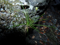 Colobanthus apetalus
