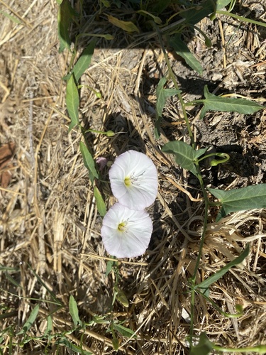 field bindweed