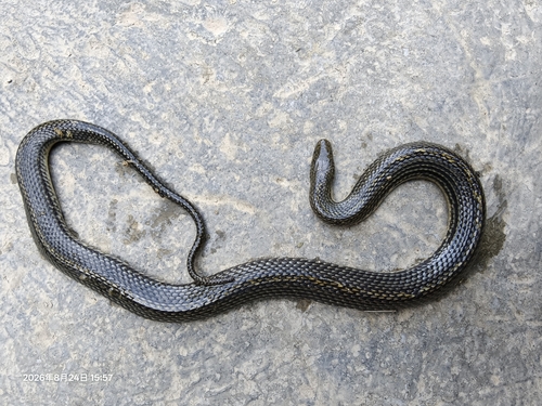Opisthotropis zhaoermii