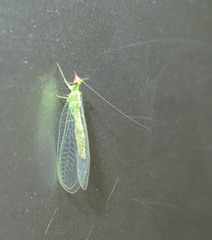 Chrysoperla pudica-group