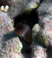 Ophioblennius macclurei