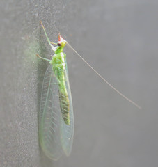 Chrysoperla pudica-group