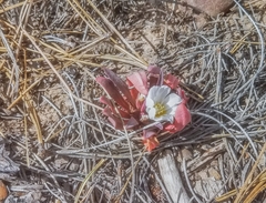 Lewisia brachycalyx