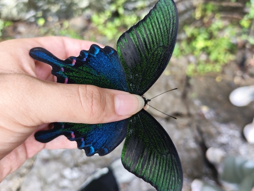 Chinese Peacock Swallowtail