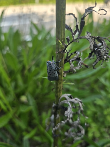 Spotted Lanternfly