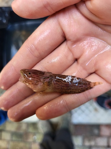 Common Seasnail, Helgoland, Deutschland, photo 9 of 10