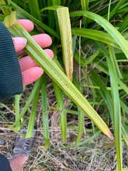 Carex trifida, photograph (c) Liadan Dickie, some rights reserved (CC BY)