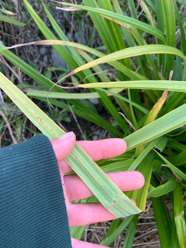 Carex trifida, photograph 4