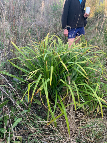 Carex trifida, photograph 1