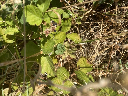 European dewberry