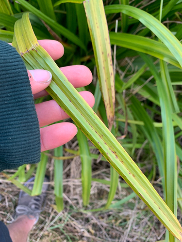 Carex trifida, photograph 3