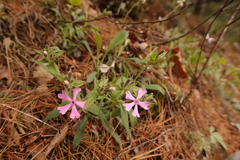 Silene caroliniana