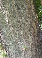 Quercus × crenata