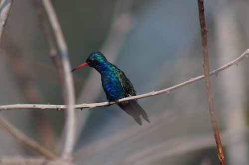 Turquoise-crowned Hummingbird