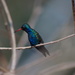Turquoise-crowned Hummingbird - Photo (c) Erick Noe Tapia Banda, some rights reserved (CC BY-NC), uploaded by Erick Noe Tapia Banda