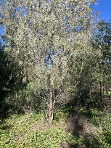Acacia pendula, 2026-08-24
