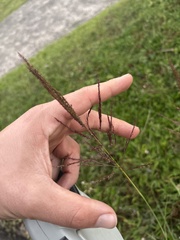 (c) Richard Littauer, some rights reserved (CC BY) Bothriochloa bladhii, photograph (c) Richard Littauer, some rights reserved (CC BY)