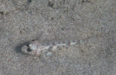 Coryphopterus glaucofraenum
