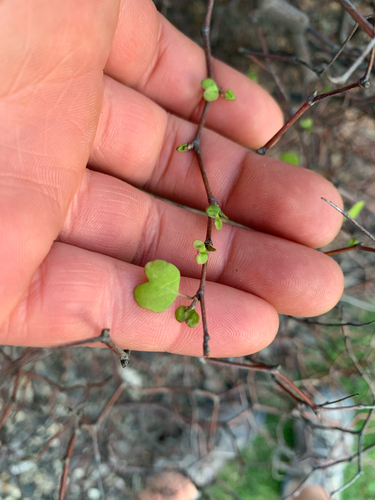 Muehlenbeckia astonii, photograph 2