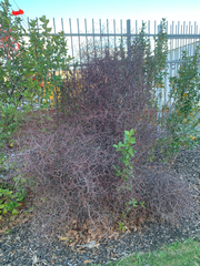 Muehlenbeckia astonii