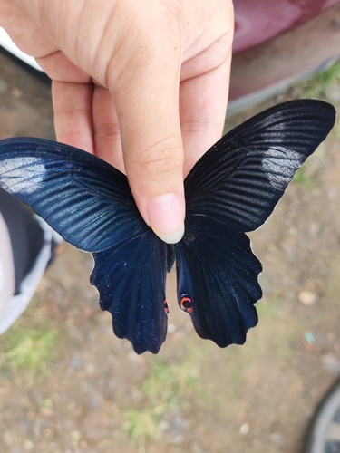 Spangle Swallowtail