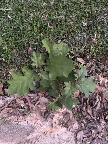 Solanum torvum, photograph 6
