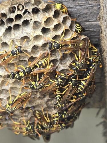 European Paper Wasp