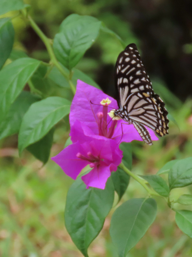Papilio clytia