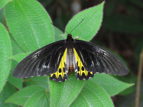 Troides helena