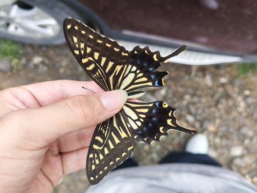 Chinese Yellow Swallowtail