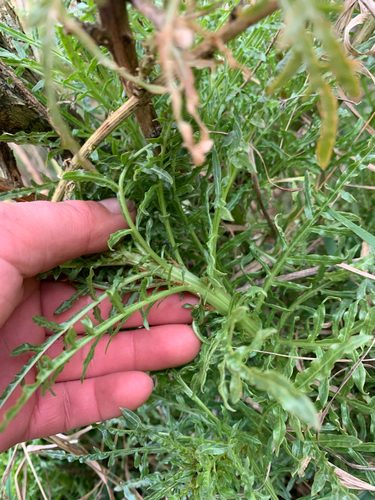 Reseda alba, photograph 3