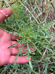 Reseda alba, photograph (c) Liadan Dickie, some rights reserved (CC BY)