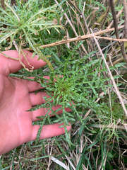 Reseda alba
